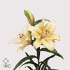 ALLIUM WHITE GIANT