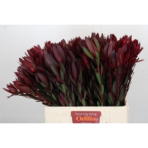 Leucadendron Saf Sunset Dark R.Spray