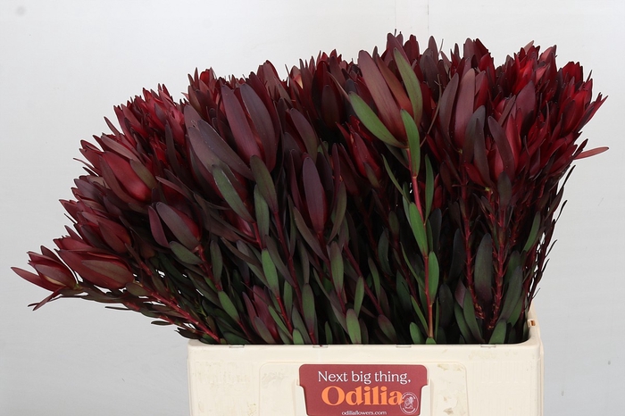 <h4>Leucadendron Saf Sunset Dark R.Spray</h4>