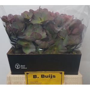 HELL FRK PENNYS PINK