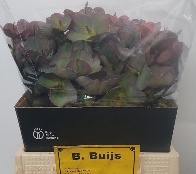 <h4>HELL FRK PENNYS PINK</h4>