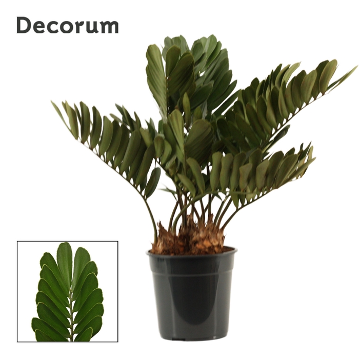 <h4>Zamia furfuracea 24 cm (Decorum)</h4>