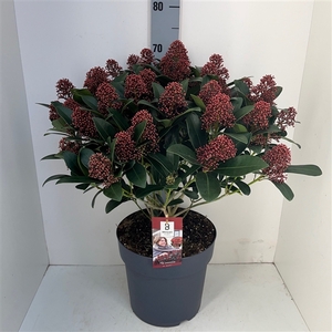 Skimmia Rubella 35+