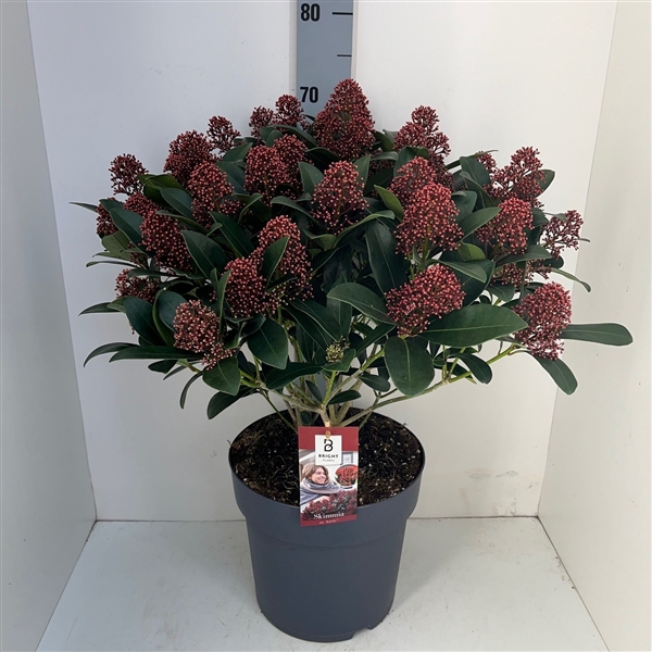 <h4>Skimmia Rubella 35+</h4>