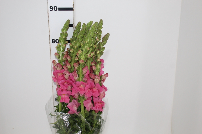<h4>BOCA DE LEAO ROSA 070 CM</h4>