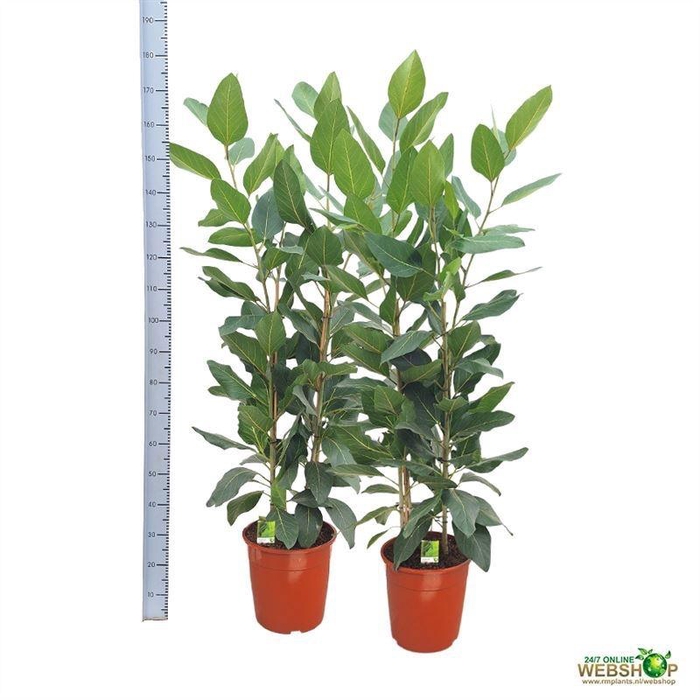 <h4>FICUS BENGHALENSIS</h4>