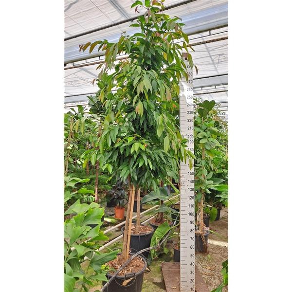 <h4>Ficus Amstel King stam</h4>