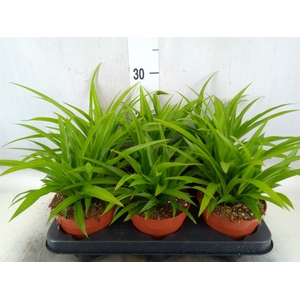 Chlorophytum com. 'Lemon'