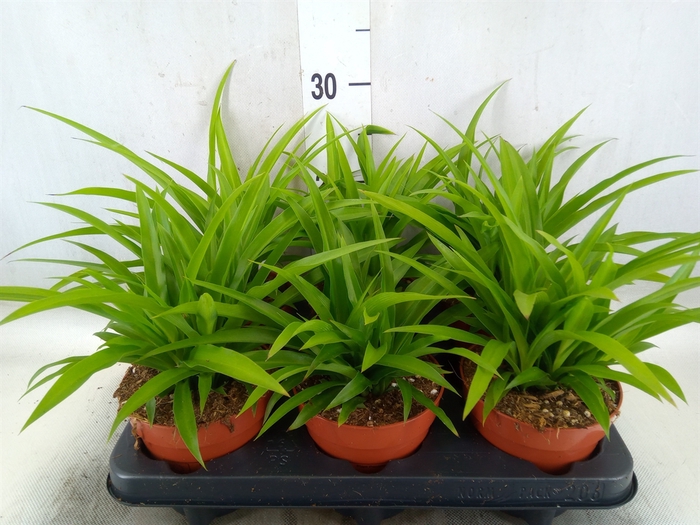 <h4>Chlorophytum com. 'Lemon'</h4>