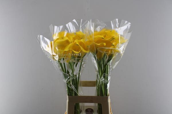 <h4>Zant Gold Medal</h4>