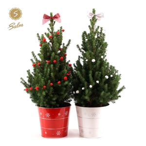 Picea gl. 'December'® P19 in Zinc X-mas Duo + Deco Sensation + Bow