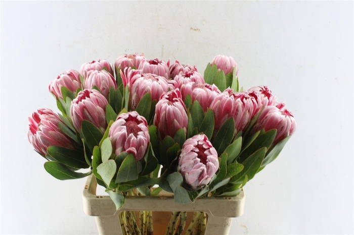 <h4>Protea Carnival</h4>