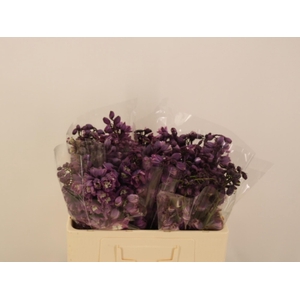 DELPH DU P LILAC SEN