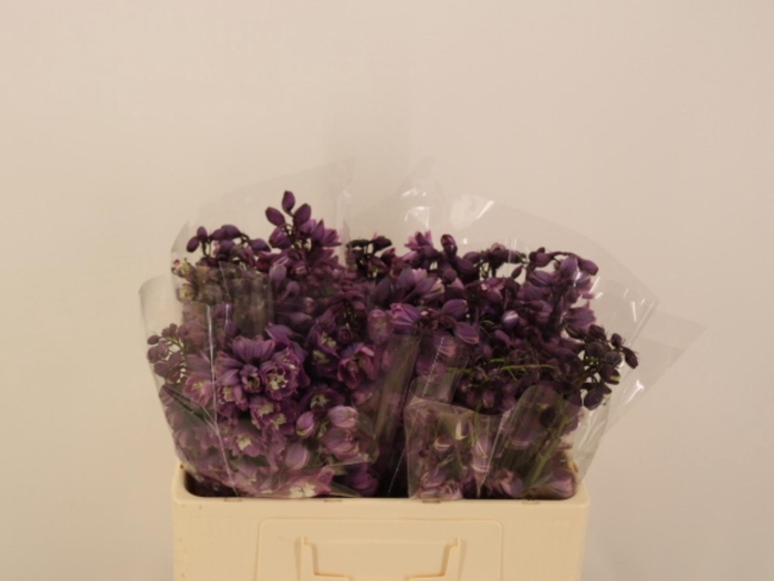 <h4>DELPH DU P LILAC SEN</h4>