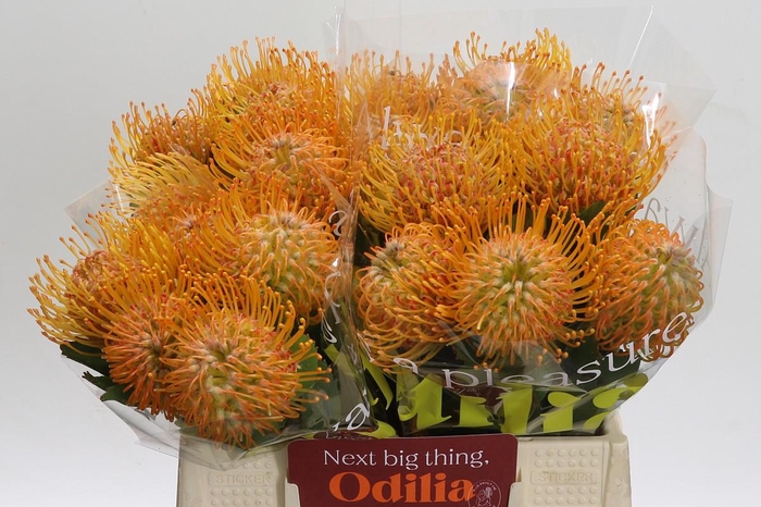 <h4>Nutans Soleil</h4>