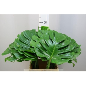 Monstera 27