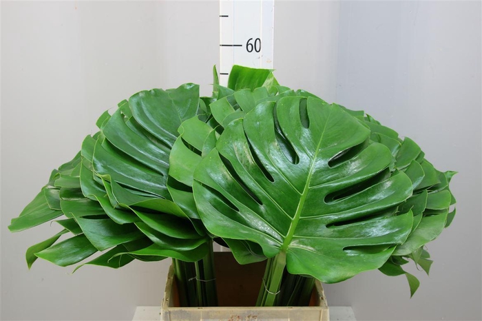 <h4>MONSTERA 27</h4>