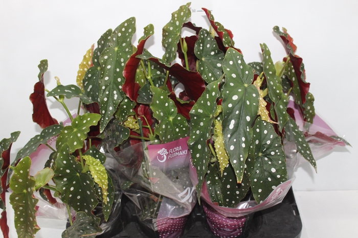 <h4>BEGONIA MACULATA P13 PO</h4>