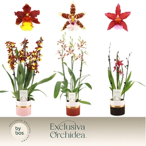 Cambria, Mix 3-spike in Dolomite Horizon 'Exclusiva Orchidea'