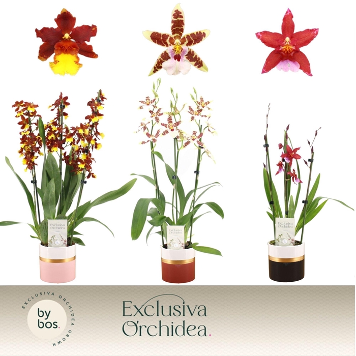 <h4>Cambria, Mix 3-spike in Dolomite Horizon 'Exclusiva Orchidea'</h4>