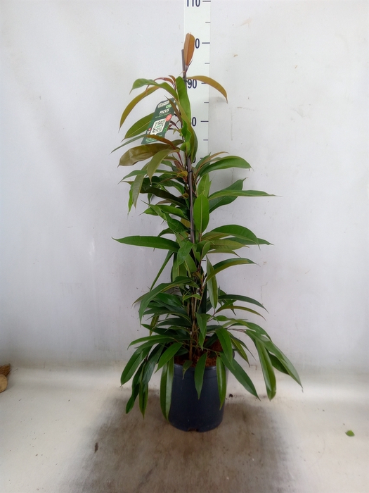 <h4>Ficus binn. 'Amstel King'</h4>