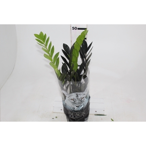 ZAMIOCULCAS BLACK QUEEN P14