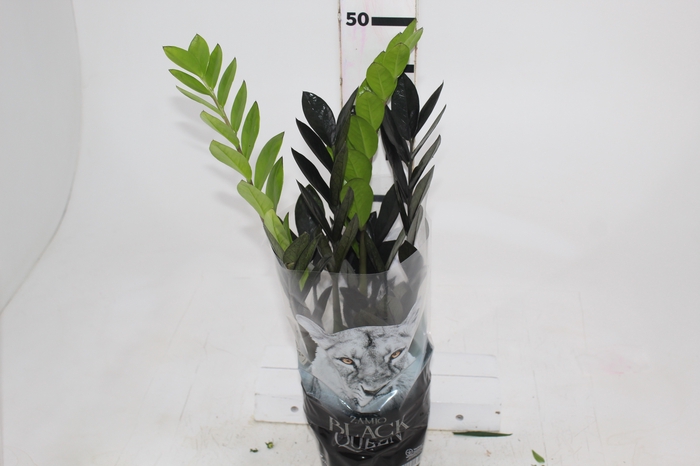 <h4>ZAMIOCULCAS BLACK QUEEN P14</h4>