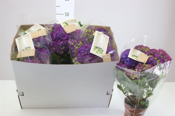 <h4>Hydrangea Hi Fire Lila 5/6 Flowers</h4>