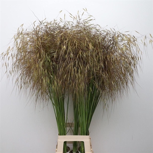 Stipa Gigantea