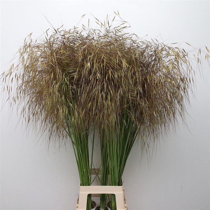 <h4>Stipa Gigantea</h4>