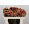 Kaaps Groen Red Brunia Small