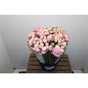 Ranunculus Elegance Pink