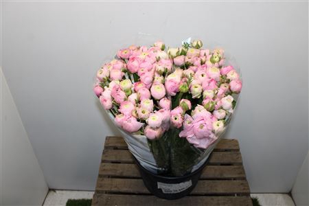 <h4>Ranunculus Elegance Pink</h4>