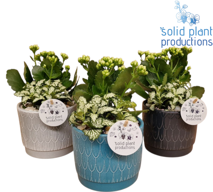 <h4>NV002 Ariël Navy Kalanchoë Fittonia</h4>