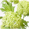 Viburnum opulus 'Roseum'