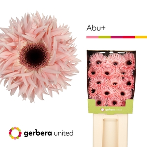 Gerbera Spider Abu Diamond