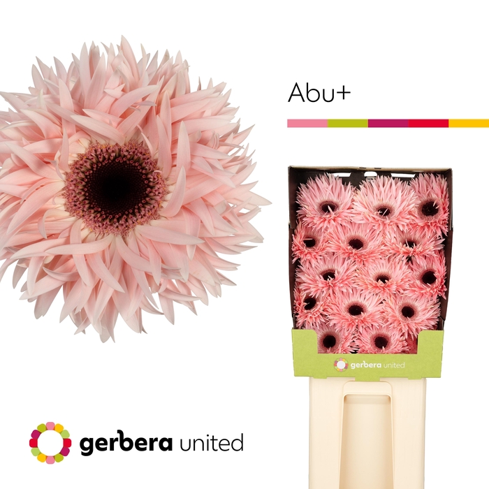 <h4>Gerbera Spider Abu Diamond</h4>