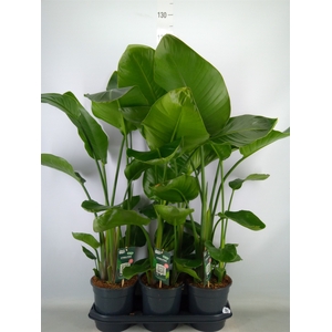 Strelitzia nicolai