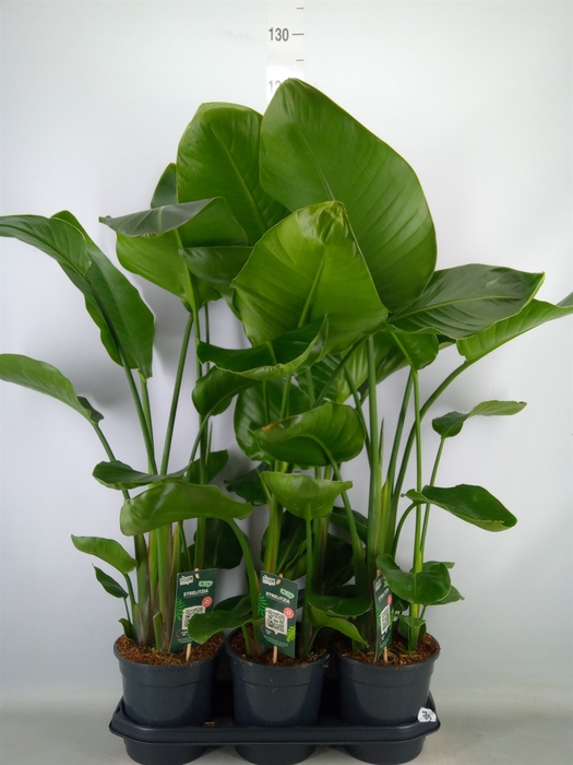 <h4>Strelitzia nicolai</h4>