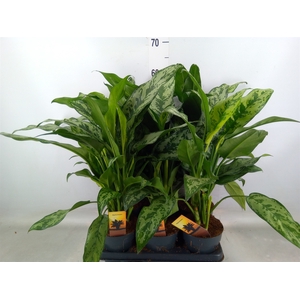 Aglaonema   ...
