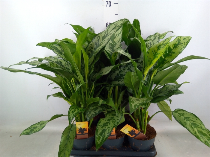 <h4>Aglaonema   ...</h4>