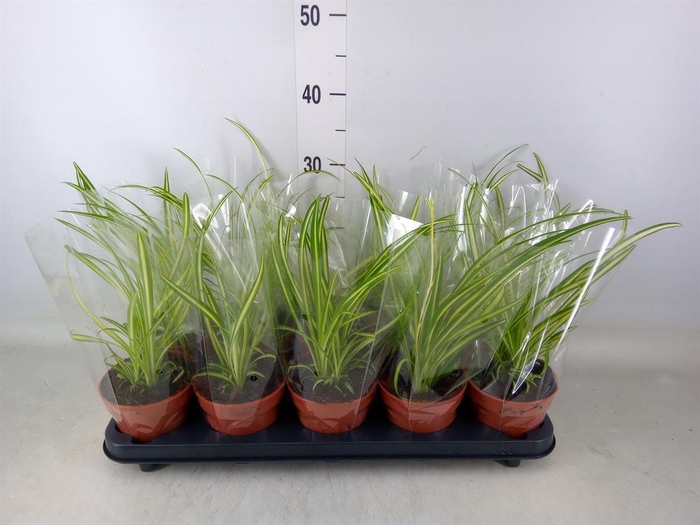 <h4>Chlorophytum cos. 'Atlantic'</h4>