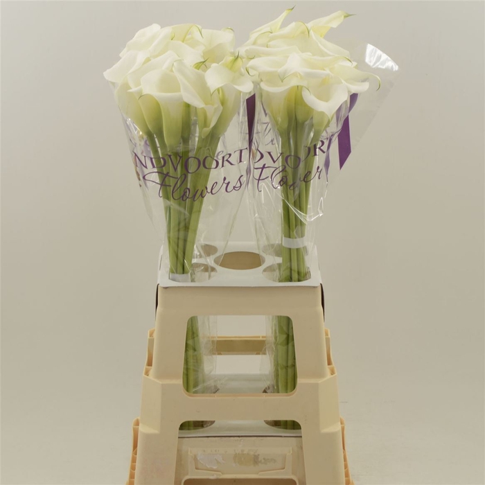 <h4>Calla White Art</h4>