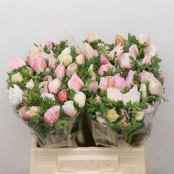 <h4>Anem Mistral Sr Pink Super</h4>