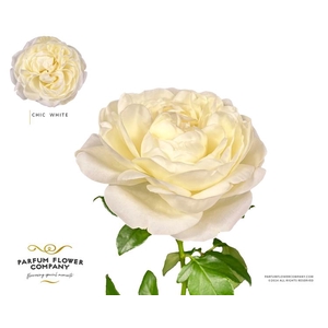 R Gr Garden Chic White