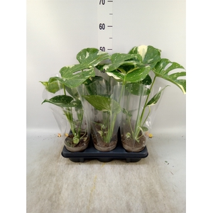 Monstera delic. 'Thai Constellatio'
