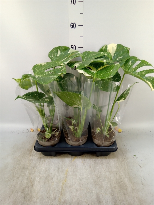 <h4>Monstera delic. 'Thai Constellatio'</h4>