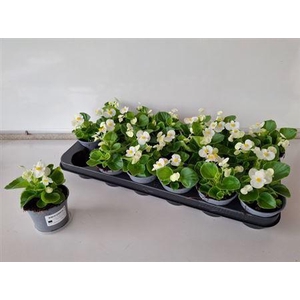 Begonia Semperflorens Wit