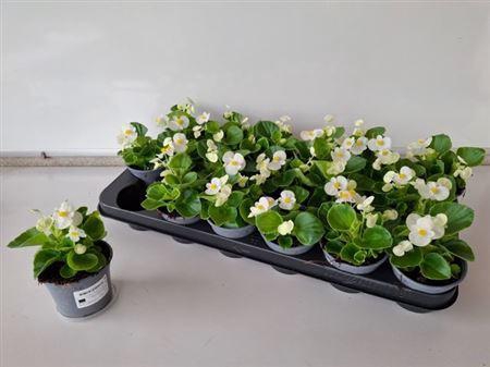 <h4>Begonia Semperflorens Wit</h4>