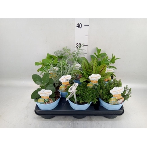 Tuinkruiden   ...mix